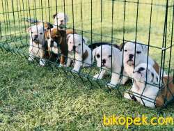 İNGİLİZ BULLDOG / SATILIK / YAVRULAR 2