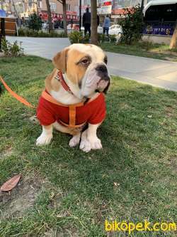 İNGİLİZ BULLDOG UYSAL 3