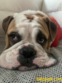 İNGİLİZ BULLDOG UYSAL 1
