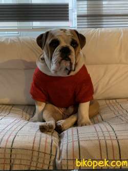 İNGİLİZ BULLDOG UYSAL 2