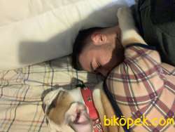 İNGİLİZ BULLDOG UYSAL 4