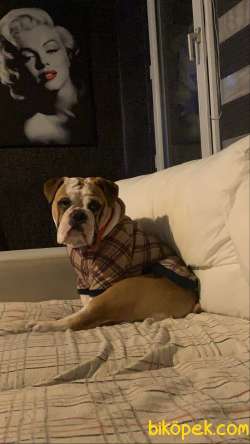 İNGİLİZ BULLDOG UYSAL 5