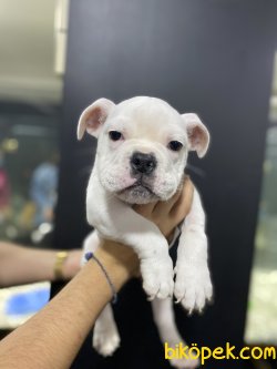 İNGİLİZ BULLDOG YAVRULAR 3