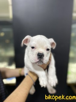 İNGİLİZ BULLDOG YAVRULAR 2