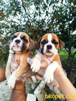 İngiliz Bulldog Yavrular 3