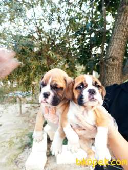 İngiliz Bulldog Yavrular 2