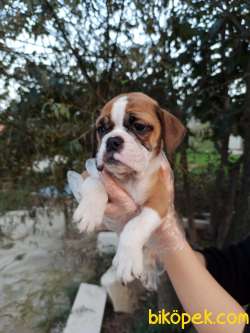 İngiliz Bulldog Yavrular 1