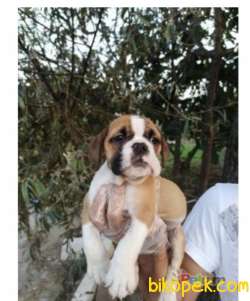 İNGİLİZ BULLDOG YAVRULAR 2
