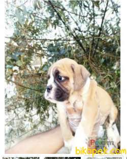 İNGİLİZ BULLDOG YAVRULAR 1