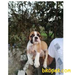 İNGİLİZ BULLDOG YAVRULAR 3