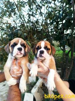 İngiliz Bulldog Yavrular 3
