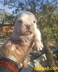 İNGİLİZ BULLDOG YAVRULAR 1