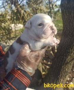 İNGİLİZ BULLDOG YAVRULAR 2