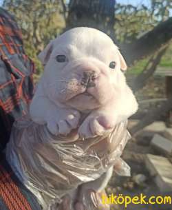 İNGİLİZ BULLDOG YAVRULAR 3