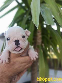 İNGİLİZ BULLDOG YAVRULAR 3