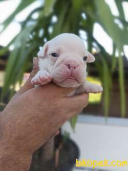 İNGİLİZ BULLDOG YAVRULAR 1