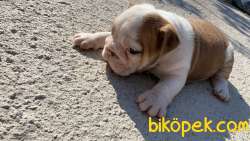 İNGİLİZ BULLDOG YAVRULAR 1