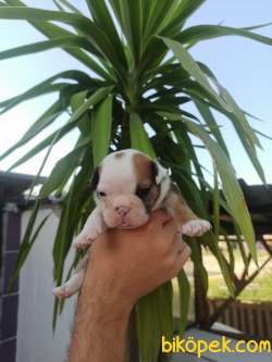 İNGİLİZ BULLDOG YAVRULAR 3