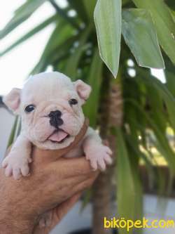 İNGİLİZ BULLDOG YAVRULAR 2