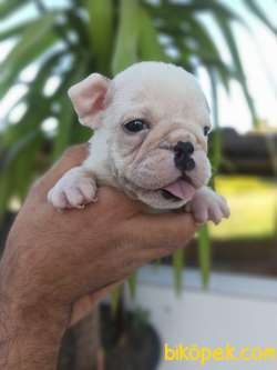 İNGİLİZ BULLDOG YAVRULAR 3
