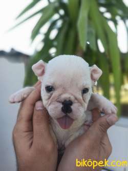 İNGİLİZ BULLDOG YAVRULAR 5