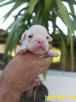 İNGİLİZ BULLDOG YAVRULAR 4