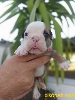 İNGİLİZ BULLDOG YAVRULAR 1