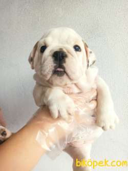 İNGİLİZ BULLDOG YAVRULAR 3