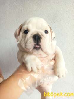 İNGİLİZ BULLDOG YAVRULAR 1