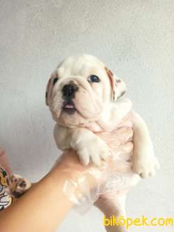 İNGİLİZ BULLDOG YAVRULAR 4