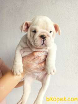 İNGİLİZ BULLDOG YAVRULAR 2