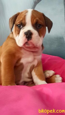 İNGİLİZ BULLDOG YAVRULARI GELDİ 1