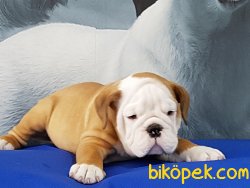 İNGİLİZ BULLDOG YAVRULARI 3