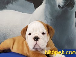 İNGİLİZ BULLDOG YAVRULARI 5