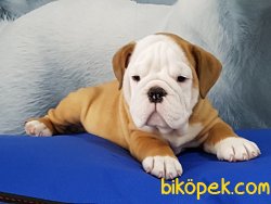 İNGİLİZ BULLDOG YAVRULARI 4