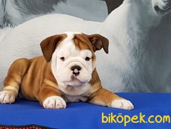 İNGİLİZ BULLDOG YAVRULARI 2