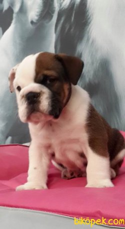 İNGİLİZ BULLDOG YAVRULARI 2