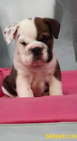 İNGİLİZ BULLDOG YAVRULARI 1