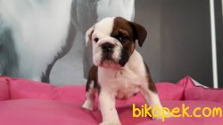 İNGİLİZ BULLDOG YAVRULARI 4