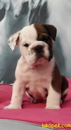 İNGİLİZ BULLDOG YAVRULARI 3