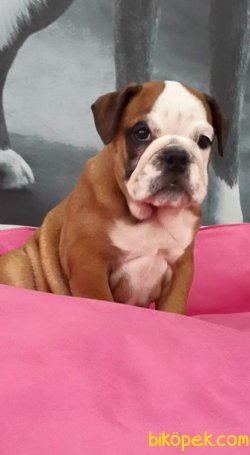 İNGİLİZ BULLDOG YAVRULARI 5