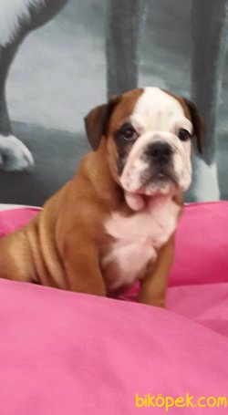 İNGİLİZ BULLDOG YAVRULARI 1