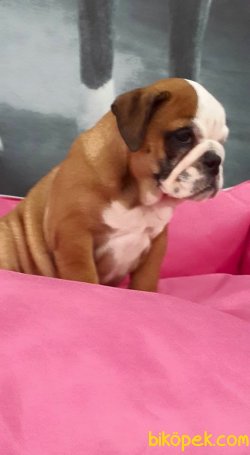 İNGİLİZ BULLDOG YAVRULARI 3