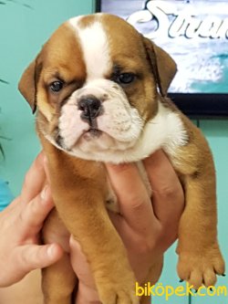 İNGİLİZ BULLDOG YAVRULARI 2