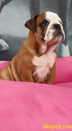 İNGİLİZ BULLDOG YAVRULARI 1