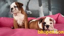 İNGİLİZ BULLDOG YAVRULARI 3