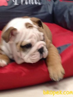 İNGİLİZ BULLDOG YAVRULARI 2