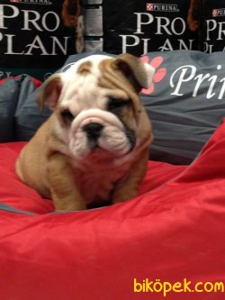 İNGİLİZ BULLDOG YAVRULARI 4