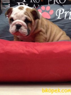 İNGİLİZ BULLDOG YAVRULARI 3