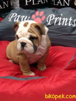 İNGİLİZ BULLDOG YAVRULARI 5